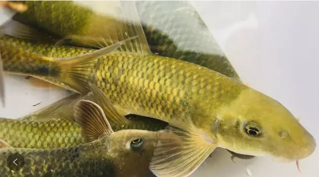 福祿泉水魚