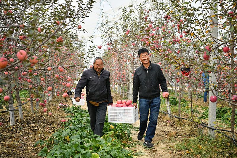 陜西延安市安塞區(qū)高橋鎮(zhèn)南溝村的果農(nóng)在果園采摘蘋果（2022年10月27日攝）。新華社記者？張博文？攝